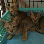 Bill Bob and Burt three kittens are waiting for you